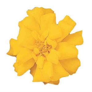 Bild von Tagetes kleinbl P9 Yellow